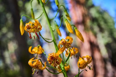 Kahverengi benekli parlak sarı çiçekler, Sequoia Ulusal Parkı 'ndaki Kongre Patikası' ndaki verimli yeşillikler arasında bir arı ziyareti gibi güneşli Kaliforniya çayırlarında çiçek açıyor..