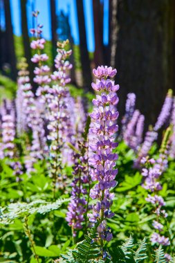 Parlak mor çiçekler, Sequoia Ulusal Parkı 'ndaki Crescent Meadow' da, berrak mavi gökyüzü ve güneş ışığı altında canlı ve huzurlu bir bahar manzarası oluşturan yeşil eğreltiotlarının arasında çiçek açar..