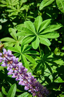 Canlı bir mor çiçek, Sequoia Ulusal Parkı 'ndaki Kongre Patikası boyunca güneşli bir çayırda yemyeşil yaprakların arasında hayat dolu ve doğal bir manzara yaratıyor..