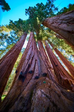 Yüksek sekoya ağaçları Sequoia Ulusal Parkı 'ndaki Kongre Patikası' nda berrak bir gökyüzüne uzanır. Kaliforniya 'nın devasa gövdeleri ve yemyeşil gölgelikleri güneş ışığı ve antik çağların özüyle vurgulanır.