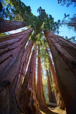 Dev sekoya sandıkları, Sequoia Ulusal Parkı 'ndaki Kongre Patikası boyunca parlak mavi bir gökyüzüne doğru süzülür ve House Grove' un ilham verici doğal güzelliğini yakalar..