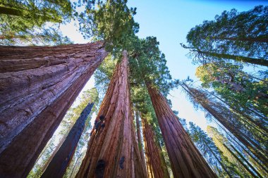 Majestik sekoya ağaçları Sequoia Ulusal Parkı 'ndaki Kongre Patikası boyunca orman zemininden yükselirler. Kaliforniya' da güneş ışığı devasa gövdelerini aydınlatır ve yemyeşil gölgelik yeşertir..