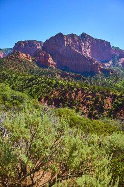 Kolob Kanyonu 'nun güneşli kırmızı kayalıkları Zion Ulusal Parkı Utah' taki canlı mavi gökyüzünün altında yemyeşil bitki örtüsünün üzerinde yükseliyor seyahat ve macera temaları için mükemmel çarpıcı bir manzara yaratıyor..