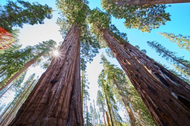 Sequoia Ulusal Parkı 'ndaki Crescent Meadow' da güneş ışığı orman tepe örtüsünde parlak bir güneş patlaması yaratırken görkemli sekoya ağaçları gökyüzüne doğru uzanıyor..