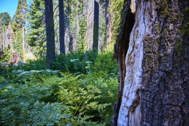 Yıpranmış bir ağaç gövdesi Sequoia Ulusal Parkı 'nda canlı eğreltiotları ve kır çiçeklerinin arasında duruyor. Kaliforniya Hilal Çayırı bu ikonik ABD manzarasının dinginliğini ve bereketli güzelliğini yansıtıyor..