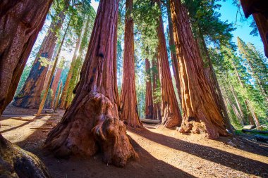 Dev sekoya sandıkları Sequoia Ulusal Parkı 'ndaki Kongre Patikası' nda güneş ışığı, açık mavi gökyüzünün altındaki Ev olarak bilinen ormanda çarpıcı bir güneş patlaması yaratıyor..