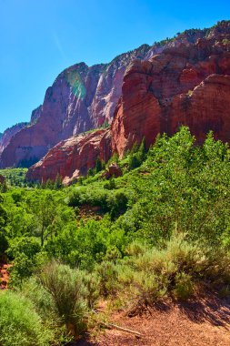 Güneşli kızıl kaya kayalıkları, Kolob Kanyonu 'ndaki Zion West Girişi' ndeki canlı yeşil ormanın üzerinde yükseliyor. Utah, açık mavi gökyüzü altında dramatik bir doğal manzara yaratıyor..