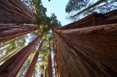 Dev sekoya ağaç gövdeleri, açık bir gökyüzü altında, Sequoia Ulusal Parkı 'ndaki Kongre Patikası boyunca canlı yeşil bir tepe örtüsüne doğru yükseliyor..