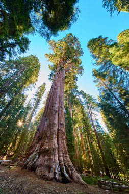 Muazzam General Sherman ağacı Sequoia Ulusal Parkı 'ndaki Kongre Patikası' nda orman zemininden yükseliyor. Yüksek sekoya sekoya ve yemyeşil ağaçların arasından süzülen güneş ışığıyla..