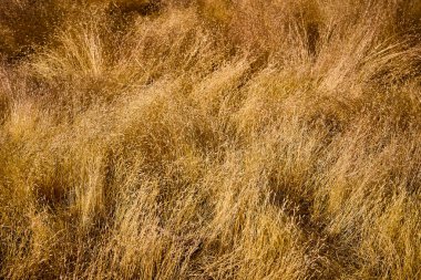 Sunlit kuru otlar, Sequoia Ulusal Parkı 'ndaki çerçeveyi karmaşık altın dokular ve ABD' nin doğal güzelliği ve sükunet duygusu sunan organik desenlerle doldurur.