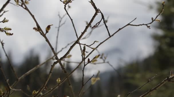 Foreground Branches Shoots Foliage Change Focus Background Mount Petros Spring — Stock Video