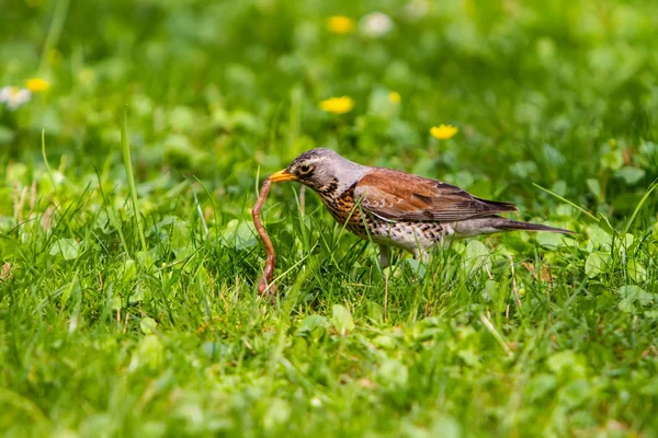 Tordo Puxou Minhoca Para Fora Chão Segurou Seu Bico — Fotografia de Stock