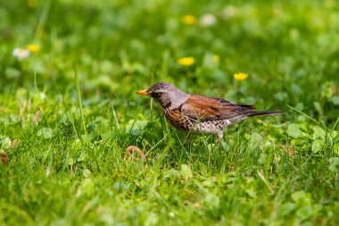 ardıç kuşu solucan dünya dışında çekti ve baktı.