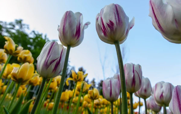 Pelouse Avec Tulipes Blanches Arrière Plan Tulipes Jaunes Vue Dessous — Photo