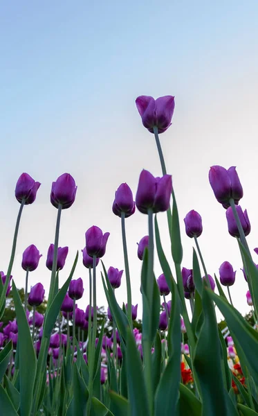 Газон Фіолетовими Тюльпанами Вид Знизу — стокове фото