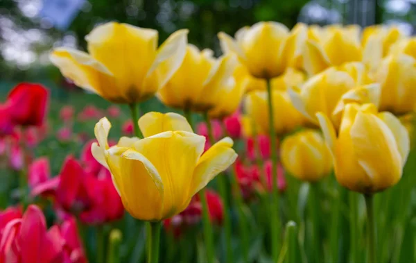 Une Pelouse Avec Des Tulipes Jaunes Arrière Plan Des Tulipes — Photo