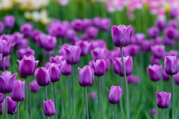 Pelouse Avec Tulipes Violettes — Photo