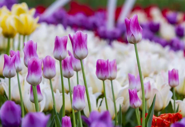 Tulipes Roses Blanches Sur Fond Tulipes Différentes Couleurs — Photo