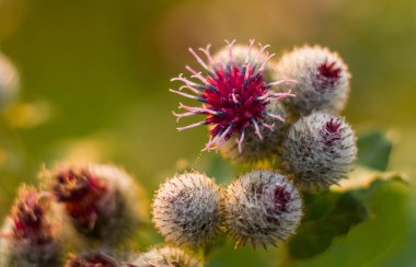 Güneşin Cirsium helenioides bush. Sisli sabah, şafak.