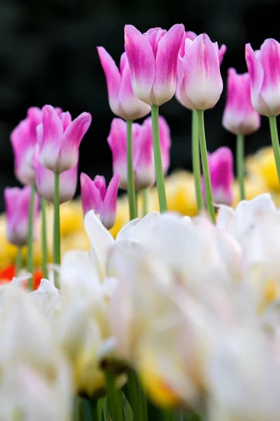 Pelouse de tulipes colorées — Photo