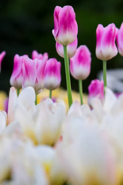 Pelouse de tulipes colorées — Photo