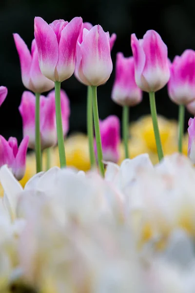 Pelouse de tulipes colorées — Photo