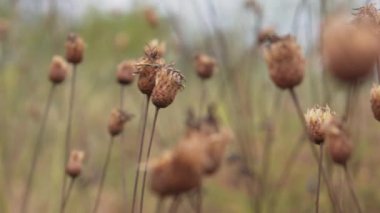 kurutulmuş weed tomurcukları yakın çekim. soldan sağa kamera hareketi. ses yok.