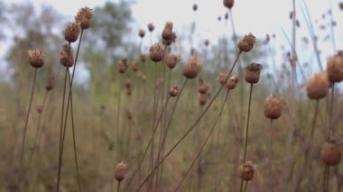 kurutulmuş weed tomurcukları yakın çekim. soldan sağa kamera hareketi. ses yok.