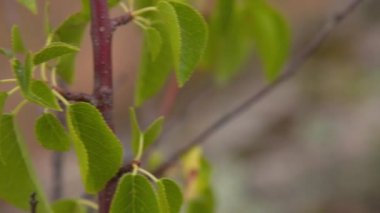 bir dal üzerinde yeşillik yakın çekim ve taşlar üzerinde yosun. soldan sağa kamera hareketi. ses yok.