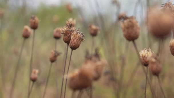 Primer Plano Brotes Malezas Secas Movimiento Cámara Izquierda Derecha Sin — Vídeos de Stock