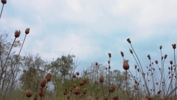 摄像机从左到右移动 长镜头的干杂草对天空 无声音 — 图库视频影像