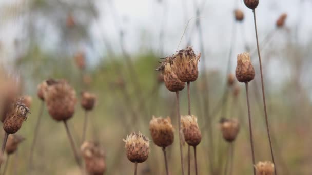 Kurutulmuş Weed Tomurcukları Yakın Çekim Sağdan Sola Kamera Hareketi Ses — Stok video