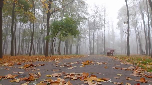Nevoeiro Outono Pessoas Caminham Longo Beco Parque Distância Quadro Estático — Vídeo de Stock