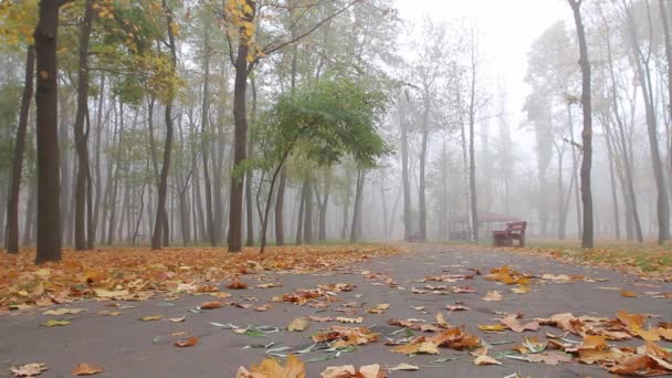 Nevoeiro Outono Pessoas Caminham Longo Beco Parque Distância Movimento Câmera — Vídeo de Stock