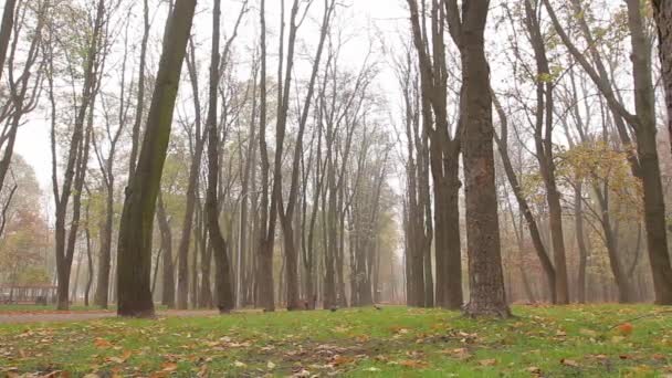 Niebla Otoño Callejón Parque Movimiento Cámara Izquierda Derecha Vista Inferior — Vídeo de stock