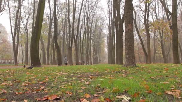 Niebla Otoño Gente Camina Largo Callejón Parque Distancia Movimiento Cámara — Vídeo de stock