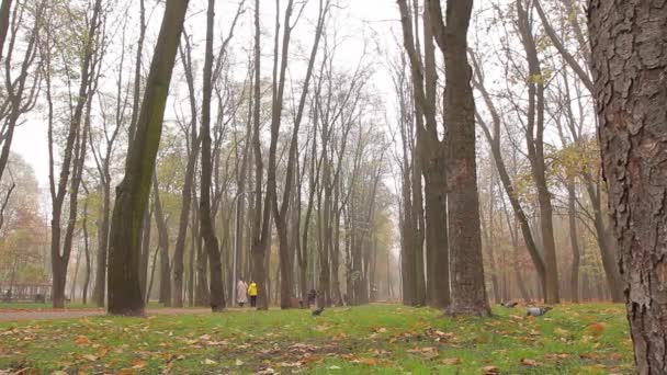 Fog Autumn People Walk Alley Park Distance Camera Movement Right — Wideo stockowe