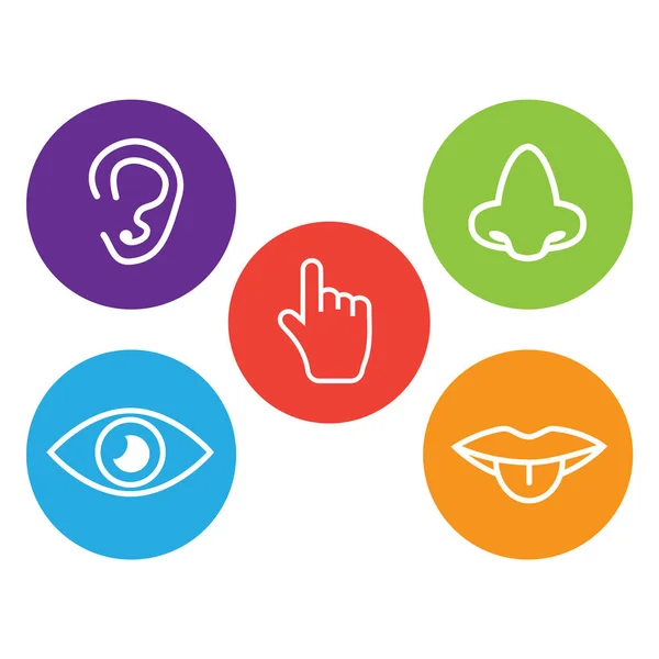 Five Senses Icon Sets Icons Representing Five Senses — Stock Vector