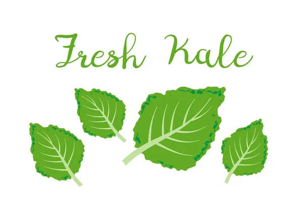 Kale Icon Vector Fresh Kale Vector Illustration — Stock Vector