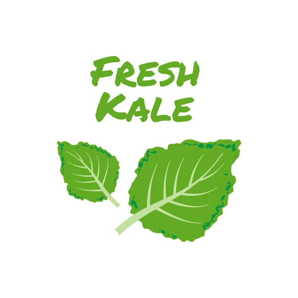 Kale Icon Vector Fresh Kale Vector Illustration — Stock Vector