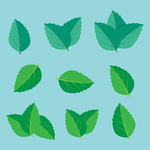 Травяная мята на листьях. Векторная иллюстрация листьев мяты — стоковый вектор