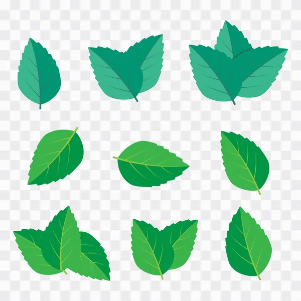 Green tea, mint or tree leaf nature. Mint leaf vector illustrati — Stock Vector