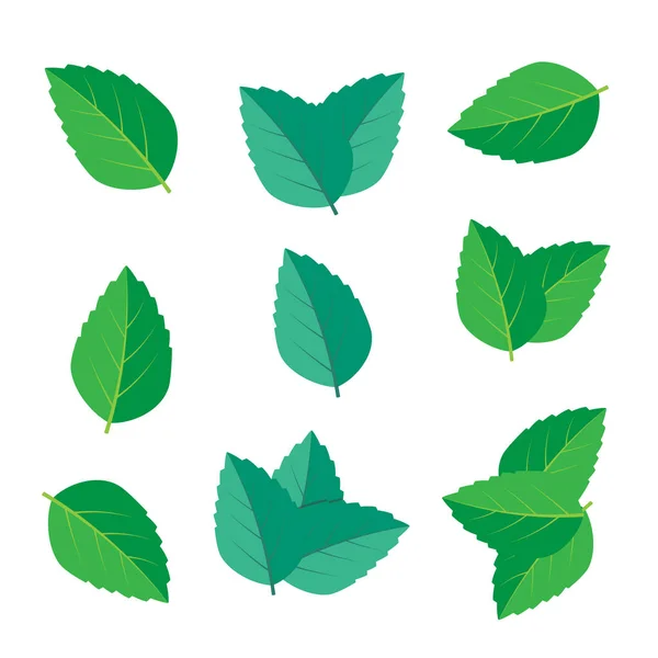 Färsk grön te kvist och mynta blad. Mint blad vektor logotyp — Stock vektor