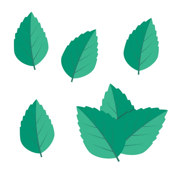 Miętowy Zielony Wektor Ilustracji Zestaw Wektor Logo Mennicy — Wektor stockowy