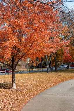 Canlı renkler her yerde gece güneşli bir günde bir şehir sonbahar parkında bulunmaktadır..
