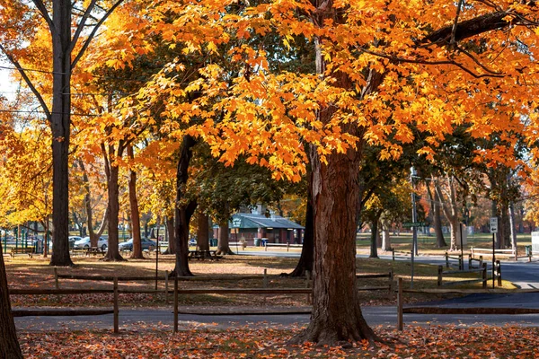 Ostré Barvy Jsou Všude Dolov Slunečného Dne Městě Podzimní Park — Stock fotografie