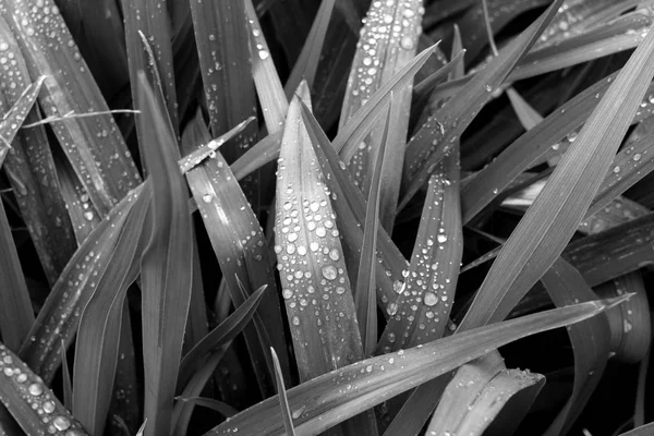 Hierba Verde Con Gotas Rocío Blanco Negro Fondo Natural Estacional — Foto de Stock