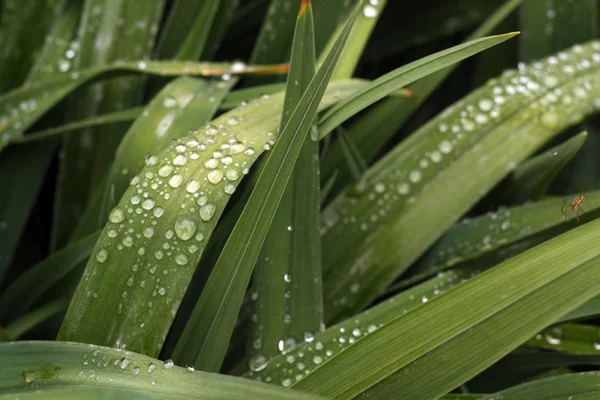 Erba Verde Con Gocce Rugiada Sfondo Naturale Stagionale — Foto Stock