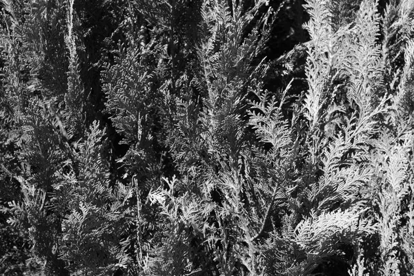 Textura Thuja Blanco Negro Fondo Textura Estacionales —  Fotos de Stock