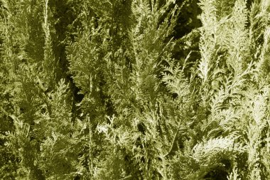 Mazı (bitki) doku sarı tonda. Mevsimlik arka plan ve doku.